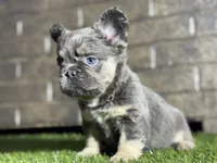 Cookie, a female French Bulldog for sale in Hurt, VA – Photo 3 of 5