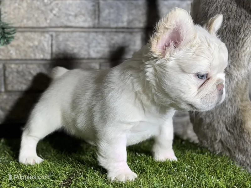Aspen, a female French Bulldog for sale in Hurt, VA – Photo 1 of 5