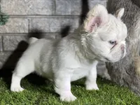 Aspen, a female French Bulldog for sale in Hurt, VA – Photo 1 of 5