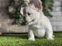 Aspen, a female French Bulldog for sale in Hurt, VA – Photo 4 of 5