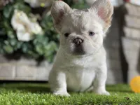 Aspen, a female French Bulldog for sale in Hurt, VA – Photo 2 of 5