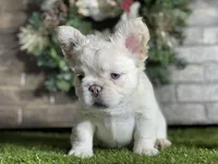 Aspen, a female French Bulldog for sale in Hurt, VA – Photo 3 of 5