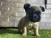 Ace, a male French Bulldog for sale in Hurt, VA – Photo 5 of 5