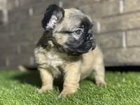 Ace, a male French Bulldog for sale in Hurt, VA – Photo 2 of 5