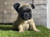 Ace, a male French Bulldog for sale in Hurt, VA – Photo 4 of 5