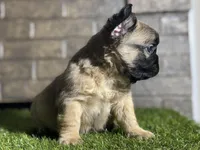 Ace, a male French Bulldog for sale in Hurt, VA – Photo 1 of 5