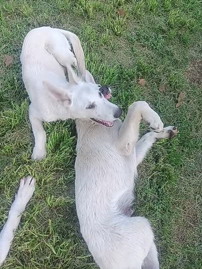 Male 1, a male German Shepherd Dog for sale in Crockett, TX – 10 of 10