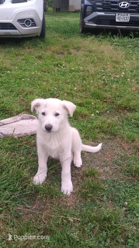 Male 1 – German Shepherd Dog puppy for sale in Crockett, TX