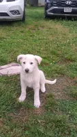 Male 1, a male German Shepherd Dog for sale in Crockett, TX – 6 of 10