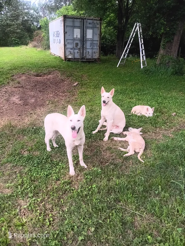 Female – German Shepherd Dog puppy for sale in Crockett, TX