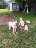 Female, a female German Shepherd Dog for sale in Crockett, TX – 1 of 6