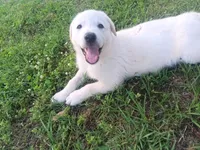 Male 1, a male German Shepherd Dog for sale in Crockett, TX – 8 of 10