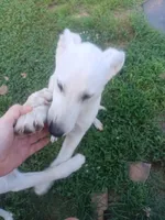 Male 1, a male German Shepherd Dog for sale in Crockett, TX – 7 of 10