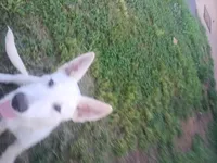 Male 1, a male German Shepherd Dog for sale in Crockett, TX – 8 of 10