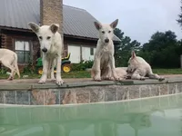 Boy 2, a male German Shepherd Dog for sale in Crockett, TX – 3 of 6