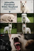 Female, a female German Shepherd Dog for sale in Crockett, TX – 3 of 6