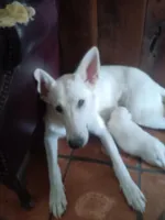 Male 1, a male German Shepherd Dog for sale in Crockett, TX – 3 of 10