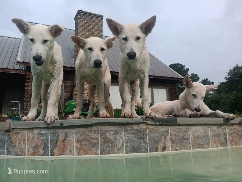 Boy 2 – German Shepherd Dog puppy for sale in Crockett, TX