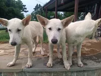 Boy 2, a male German Shepherd Dog for sale in Crockett, TX – 6 of 6