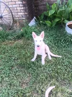 Male 1, a male German Shepherd Dog for sale in Crockett, TX – 9 of 10