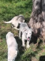Male 1, a male German Shepherd Dog for sale in Crockett, TX – 9 of 10