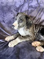 Dane girl 2, a female Great Dane for sale in Amelia, OH – Photo 4 of 5