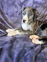 Dane girl 2, a female Great Dane for sale in Amelia, OH – Photo 5 of 5