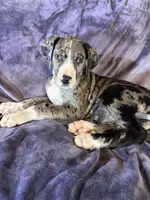 Dane girl 2, a female Great Dane for sale in Amelia, OH – Photo 1 of 5