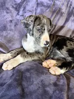 Dane girl 2, a female Great Dane for sale in Amelia, OH – Photo 2 of 5