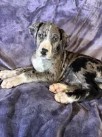 Dane girl 2, a female Great Dane for sale in Amelia, OH – Photo 3 of 5