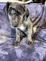 Dane girl 3, a female Great Dane for sale in Amelia, OH – Photo 2 of 3