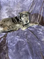 Dane girl 3, a female Great Dane for sale in Amelia, OH – Photo 1 of 3