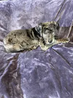 Dane girl 3, a female Great Dane for sale in Amelia, OH – Photo 3 of 3