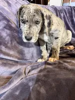 Dane Girl 1, a female Great Dane for sale in Amelia, OH – Photo 6 of 6