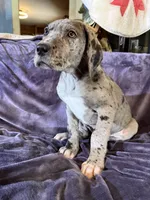 Dane Girl 1, a female Great Dane for sale in Amelia, OH – Photo 1 of 6