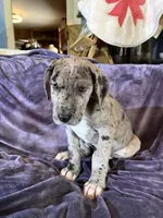 Dane Girl 1, a female Great Dane for sale in Amelia, OH – Photo 4 of 6