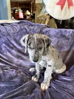 Dane Girl 1, a female Great Dane for sale in Amelia, OH – Photo 5 of 6