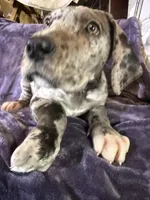 Dane Girl 1, a female Great Dane for sale in Amelia, OH – Photo 3 of 6