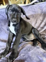 Dane girl 4, a female Great Dane for sale in Amelia, OH – Photo 7 of 7