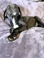 Dane girl 4, a female Great Dane for sale in Amelia, OH – Photo 3 of 7
