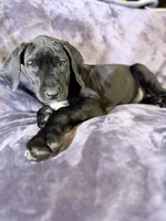 Dane girl 4, a female Great Dane for sale in Amelia, OH – Photo 1 of 7