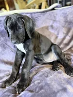 Dane girl 4, a female Great Dane for sale in Amelia, OH – Photo 5 of 7