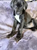 Dane girl 4, a female Great Dane for sale in Amelia, OH – Photo 4 of 7