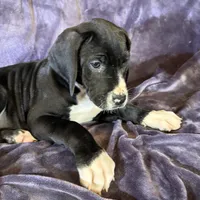 Dane girl 2, a female Great Dane for sale in Amelia, OH – Photo 1 of 5