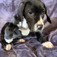 Dane girl 2, a female Great Dane for sale in Amelia, OH – Photo 2 of 5