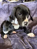 Dane boy 2, a male Great Dane for sale in Amelia, OH – Photo 2 of 5