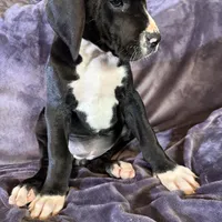 Dane girl 2, a female Great Dane for sale in Amelia, OH – Photo 3 of 5