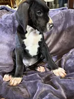 Dane boy 2, a male Great Dane for sale in Amelia, OH – Photo 3 of 5