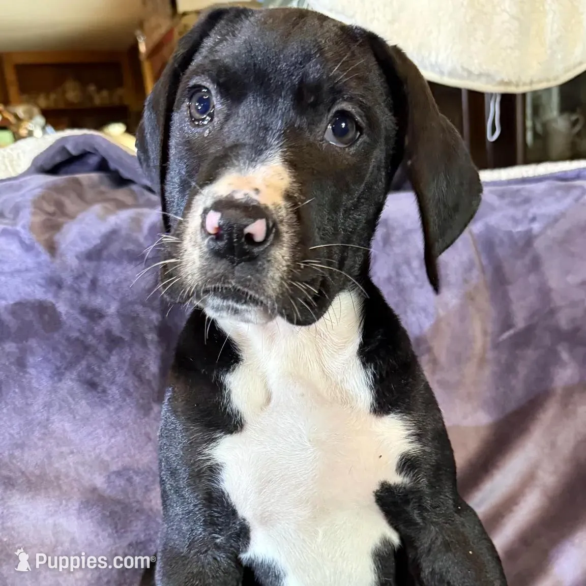 Dane girl 2, a female Great Dane for sale in Amelia, OH – Photo 4 of 5