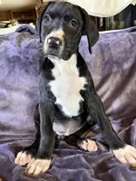 Dane boy 2, a male Great Dane for sale in Amelia, OH – Photo 4 of 5